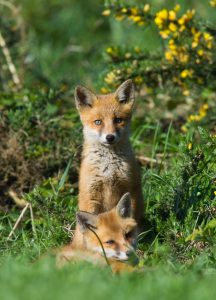 Two young foxes relaxing in the sunshine with some gorse around them. One is sitting and the other is lying on the grass. Both are looking curiously towards the camera.