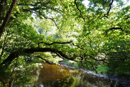 Large twisted boughs of Oak, festooned with verdant leaves, bend horizontally across the surface of the Avonmore River. Sunlight dapples the flowing water through the bright green leaves.