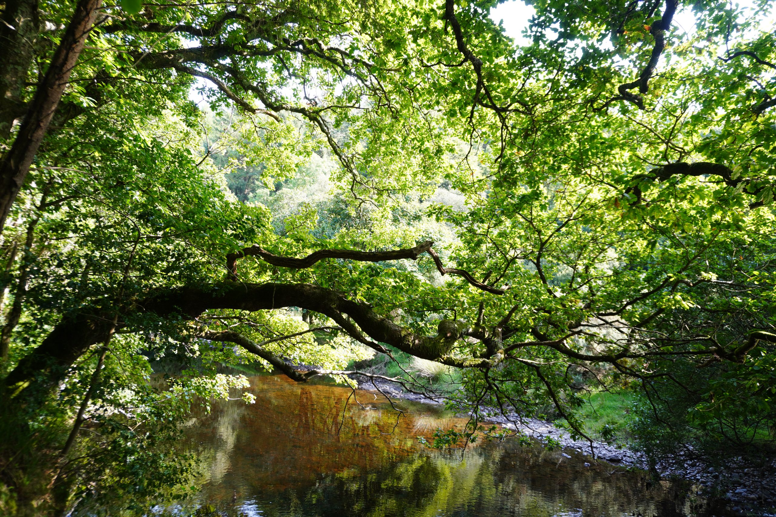 Large twisted boughs of Oak, festooned with verdant leaves, bend horizontally across the surface of the Avonmore River. Sunlight dapples the flowing water through the bright green leaves.