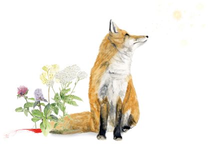 An illustration of a Red Fox, who is sitting and looking to the sky on the right. The background is white. In the sky there are abstract splashes of golden light. Beside the fox's tail there are wildflowers: frothy Meadowsweet and Yarrow, lilac-coloured Water Mint, and a crimson-purple Clover. A puddle of blood is forming beside the fox's tail and appears to be taking the form of roots under the plants as it seeps into the ground.