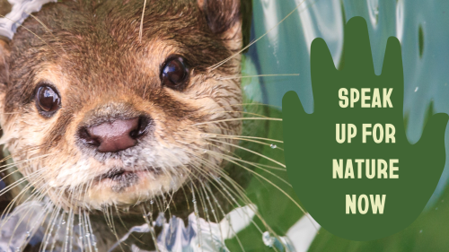 An otter looks up from the water. The words Speak Up For Nature Now are written in primrose lettering on a moss-green abstract shape to the right of the otter.