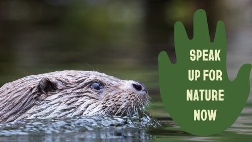 An otter's head is visible as it is swimming horizontally across the image from the left. The words Speak Up For Nature Now are written on the right side.